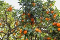 Green tree with oranges in an orange grove in the garden