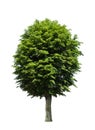 Green tree over white Royalty Free Stock Photo