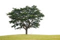 Green Tree Over White Background With Grass At The Root And Shadow Royalty Free Stock Photo