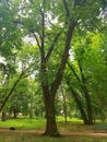 Green tree in the park. The tree has a thick, stable trunk, which is divided into two main branches. The crown of the tree does n