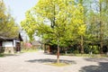 Green tree and peach blossom Royalty Free Stock Photo