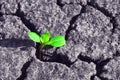 Green tree plant sprouting through dry cracked soil Royalty Free Stock Photo