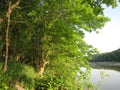 Green Tree and Potomac River Royalty Free Stock Photo