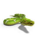 Green tree python Royalty Free Stock Photo