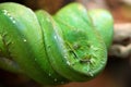 Green Tree Python Royalty Free Stock Photo