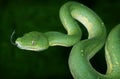 Green Tree Python