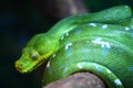 Green Tree Python Royalty Free Stock Photo