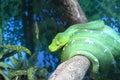 Green tree python Royalty Free Stock Photo