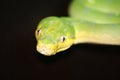 Green Tree Python Royalty Free Stock Photo