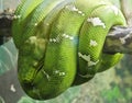 Green Tree Python Royalty Free Stock Photo
