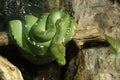 Green tree python