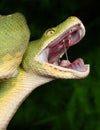 Green tree python Royalty Free Stock Photo