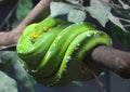 Green tree python Royalty Free Stock Photo