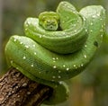 Green tree python 3