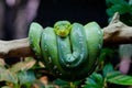 Green Tree Python