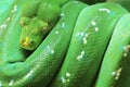 Green Tree Python Royalty Free Stock Photo