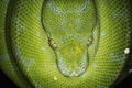 Green Tree Python Royalty Free Stock Photo