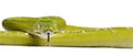 Green tree python against white background Royalty Free Stock Photo