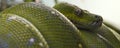 Green tree python banner Royalty Free Stock Photo