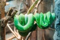 Green tree python Royalty Free Stock Photo