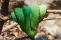 Green tree python Royalty Free Stock Photo