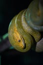 Green tree python on branch of tree Royalty Free Stock Photo