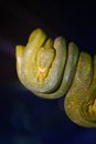 Green tree python on branch of tree Royalty Free Stock Photo