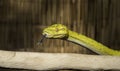 Biak Green Tree Python on a Branch Royalty Free Stock Photo