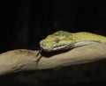 Biak Green Tree Python on a Branch Royalty Free Stock Photo