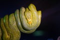 Green tree python on branch of tree Royalty Free Stock Photo