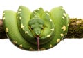 Green tree python on branch Royalty Free Stock Photo