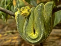 Green Tree Python, Chondropython viridis in a typical position, twisted on a branch Royalty Free Stock Photo