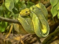 Green Tree Python, Chondropython viridis in a typical position, twisted on a branch Royalty Free Stock Photo