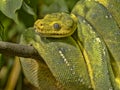 Green Tree Python, Chondropython viridis in a typical position, twisted on a branch Royalty Free Stock Photo