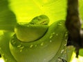 Green Tree Python, Chondropython viridis, is typically curled on a branch and lurks for prey Royalty Free Stock Photo