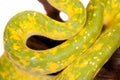 Green tree python, chondros isolated on white Royalty Free Stock Photo