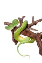 Green tree python, chondros isolated on white Royalty Free Stock Photo