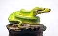 Green Tree Python on Clear Background -Generative ai Royalty Free Stock Photo
