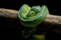 Green tree python coiled around tree branch. Morelia viridis Royalty Free Stock Photo