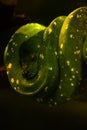 Green Tree Python Coiled on Branch with green blurred background. Dangerous snake in his natural habitat Royalty Free Stock Photo
