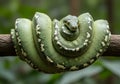 Green tree python coiled on branch Royalty Free Stock Photo