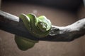Green Tree Python Coiled on a Branch inside a snake sanctuary on a brown background Royalty Free Stock Photo