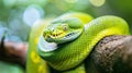 Green tree python coiled on branch macro wildlife close up Royalty Free Stock Photo