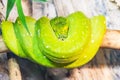 Green tree python coiled on a branch. Morelia viridis Royalty Free Stock Photo