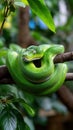 Green Tree Python Coiled on Branch Reptile Scales Vivid Color Exotic Animal Wildlife Royalty Free Stock Photo