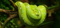 Green tree python coiled on a tree branch Royalty Free Stock Photo