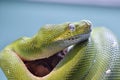 Green tree python 11