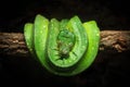 Green tree python is curled up on a branch. Royalty Free Stock Photo