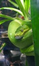Green tree python detail closeup Royalty Free Stock Photo