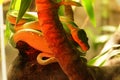 Green Tree Python detail 02 Royalty Free Stock Photo